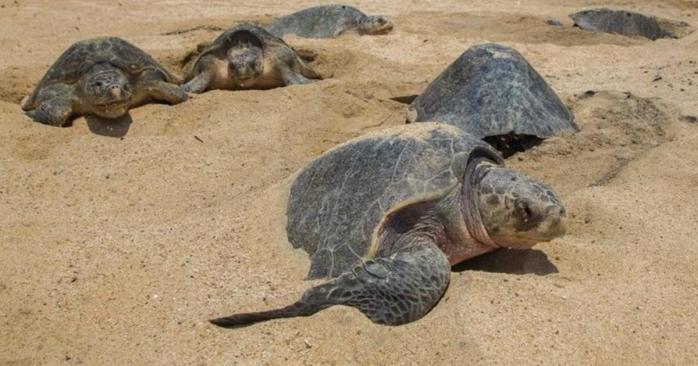 Эпидемия коронавируса помогла вымирающим черепахам в Мексике, фото: BBC