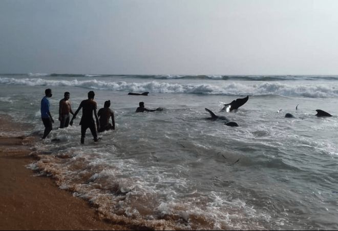В Шри-Ланке спасают китов. Фото: Courthouse News