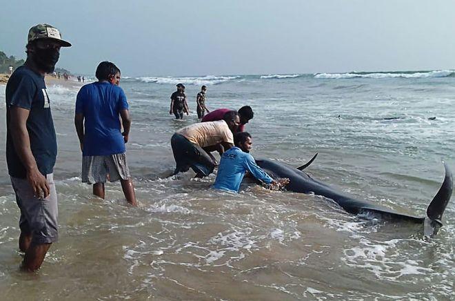 В Шри-Ланке спасают китов. Фото: The Guardian
