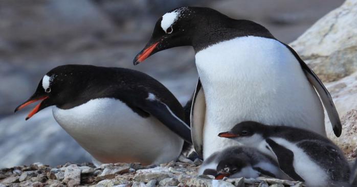 Пингвин-шкипер, фото: «Википедия»