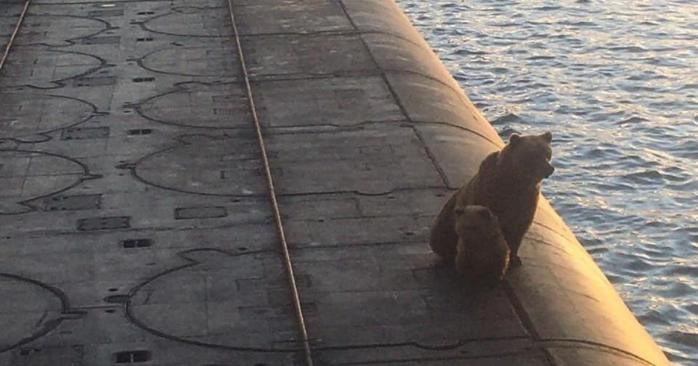 Медведица на подводной лодке, фото: «Камчатка-Информ»