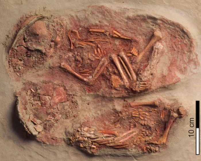 Поховання зі скелетами двох немовлят, фото: Віденський музей природної історії