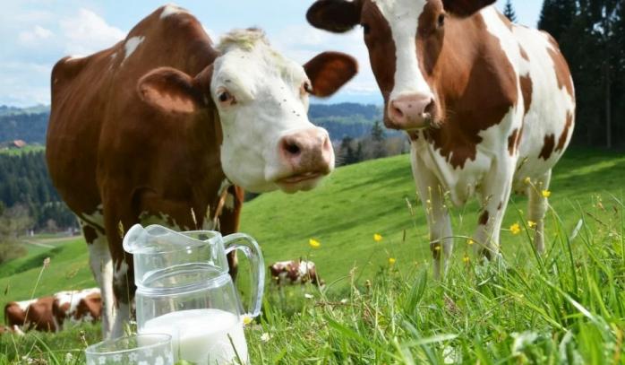 Молоко допоможе вченим боротися з парниковими газами. Фото: yandex.net