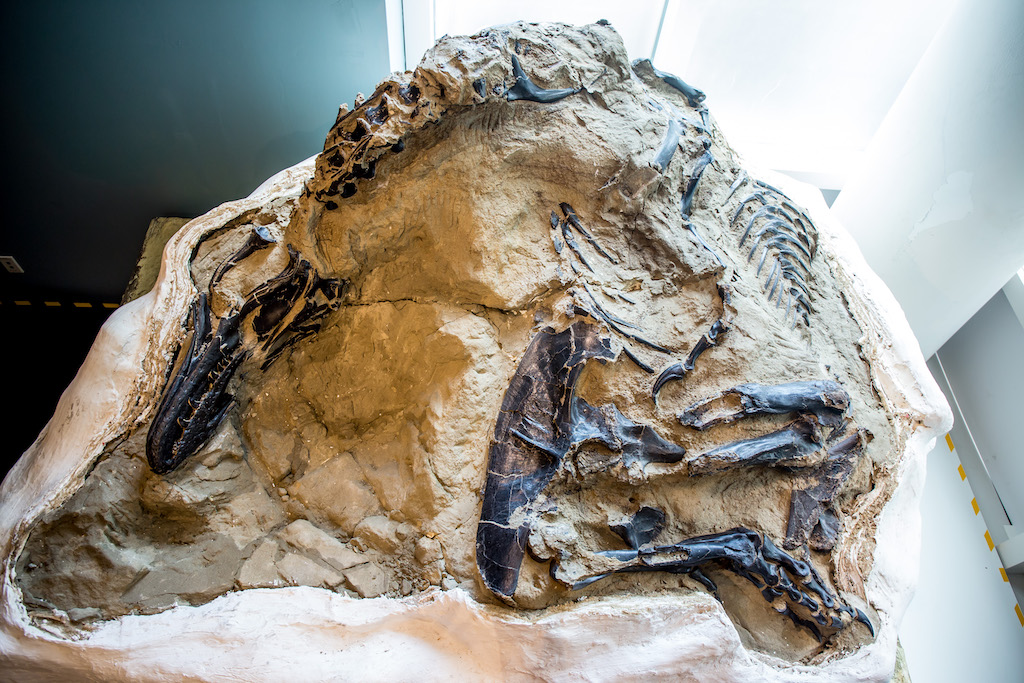 Скелет динозавра. Фото: Naked science