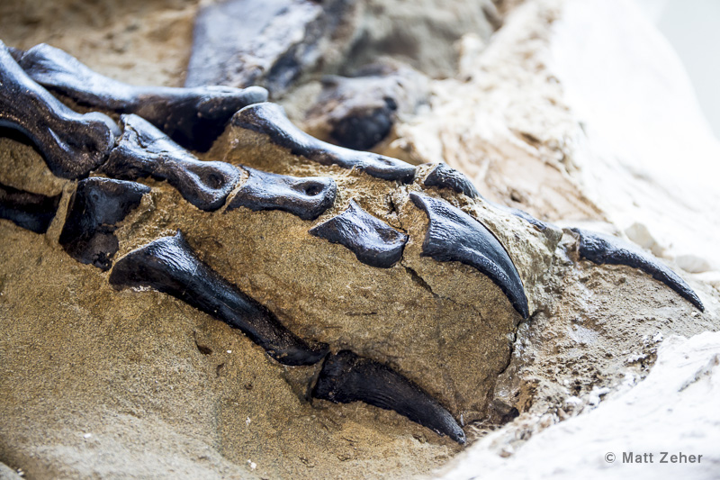 Кістки динозавра. Фото: Naked science