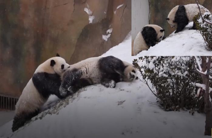 Перший сніг розвеселив панд у Китаї — кумедне відео — цікаві новини про тварин