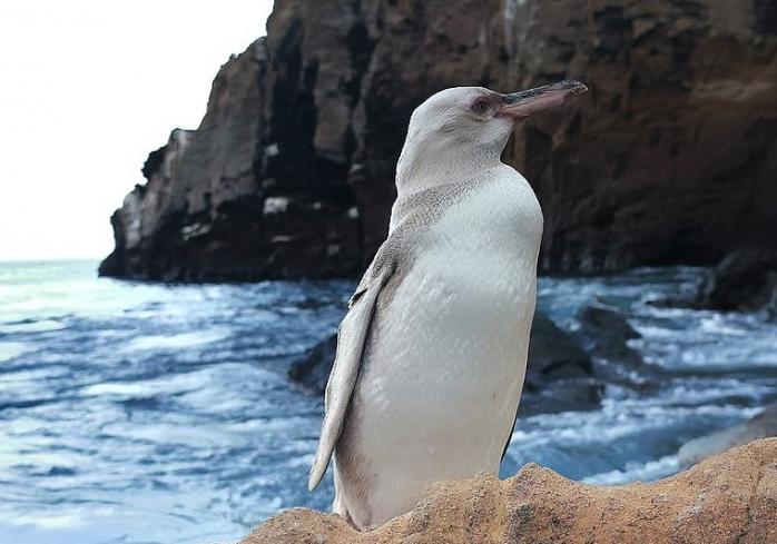 Белый пингвин обнаружен впервые в истории Галапагосских островов — интересные новости о животных 