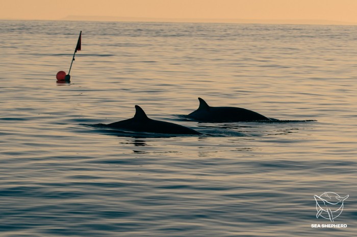 Новый вид китов могли открыть у побережья Мексики, фото: Sea Shepherd