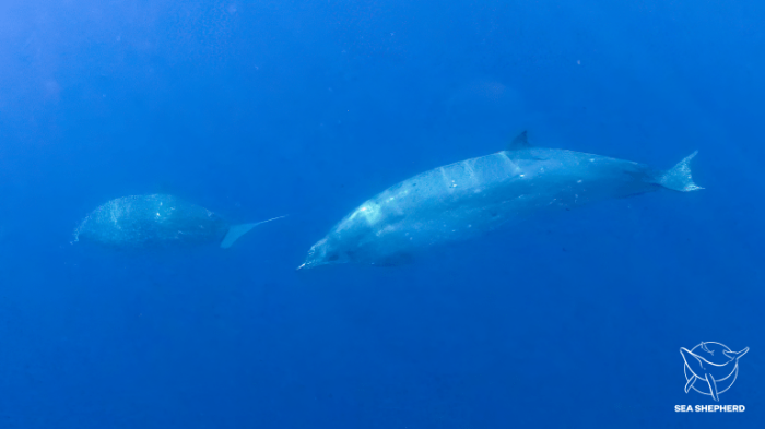 Новый вид китов могли открыть у побережья Мексики, фото: Sea Shepherd