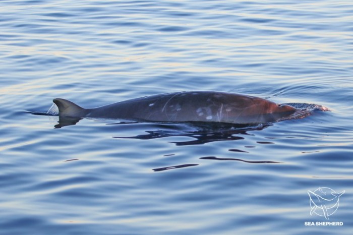 Новий вид китів могли виявити біля узбережжя Мексики, фото: Sea Shepherd