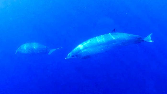 Новий вид китів могли виявити біля узбережжя Мексики, фото: Sea Shepherd
