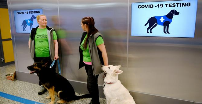 Коронавирус собаки определяют у человека точнее, чем ПЦР-тесты — фото Reuters