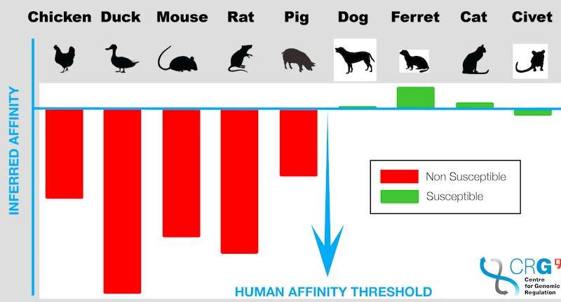 Восприимчивость животных к коронавирусу. Инфографика: Phys