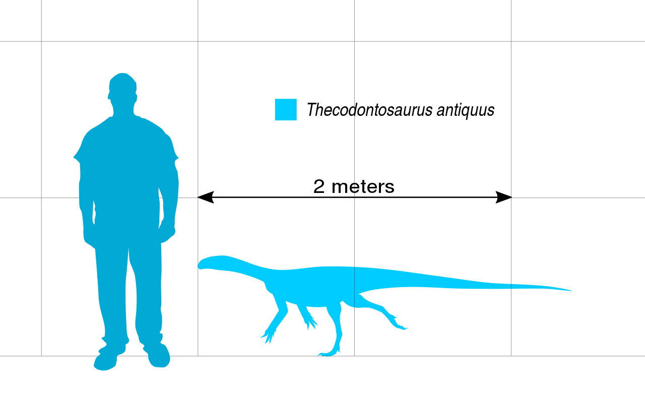 Порівняння розмірів текодонтозавра та людини, інфографіка: «Вікіпедія»