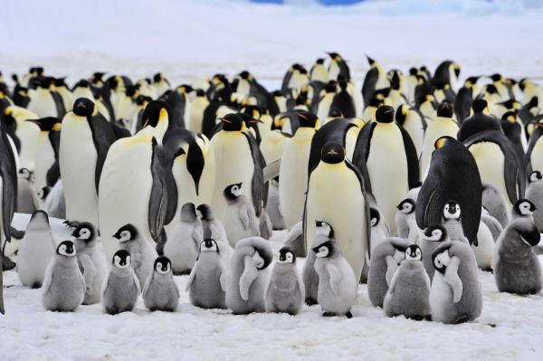 Гигантский айсберг в Атлантике может уничтожить колонию пингвинов, фото – Depositphotos