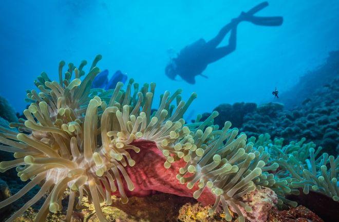 Уникальный коралловый сад нашли у восточного побережья Африки, фото – The Guardian 