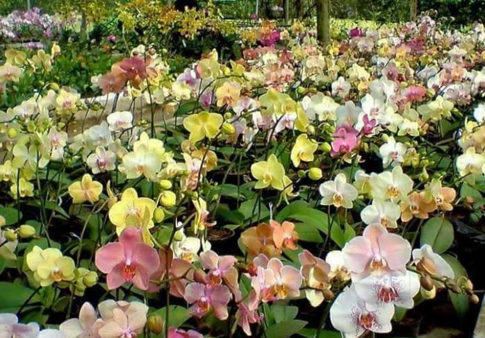 Новый вид орхидеи из Мадагаскара признали самым «страшным» в мире