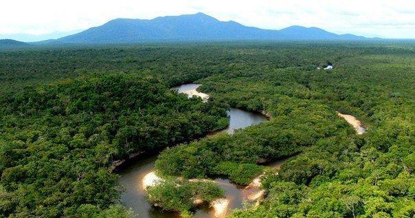 Тропические леса Бразилии начали выделять углекислый газ. Фото: pinterest