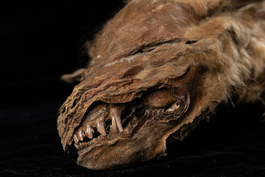 Мумия молодого волка. Фото: Naked Science