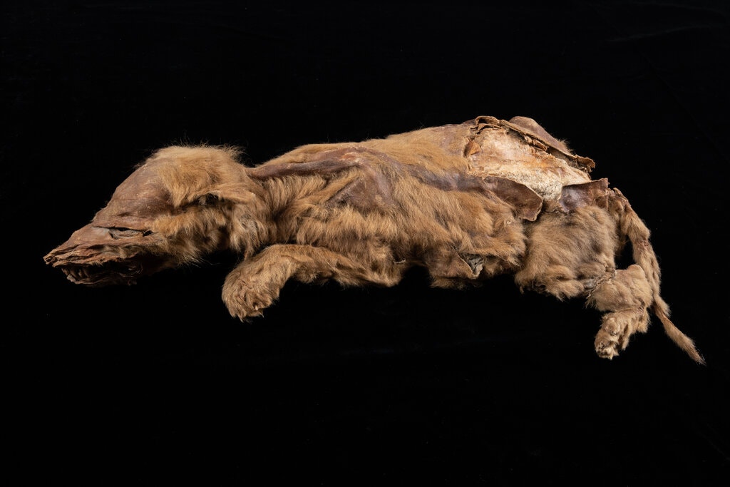 Мумия молодого волка. Фото: Naked Science