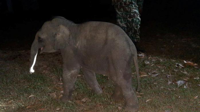 Массаж сердца реанимировал слоненка после ДТП в Таиланде