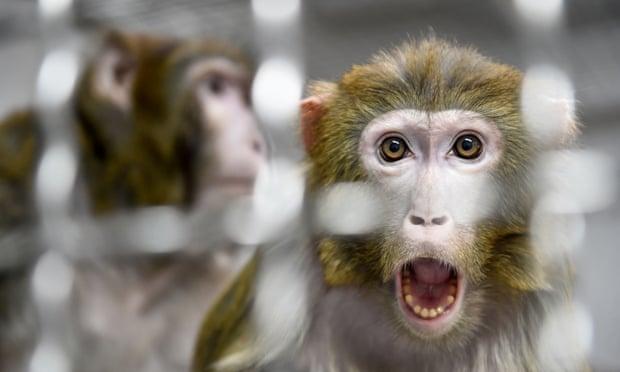 NASA вбило всіх лабораторних мавп в один день. Фото: theguardian