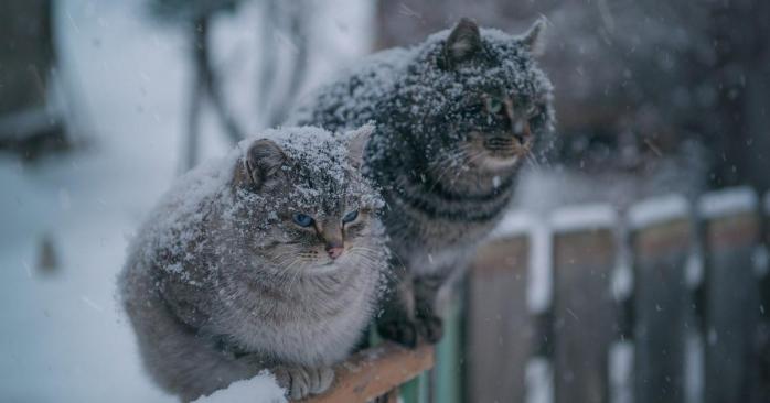 В Украине 26 декабря ожидается мокрый снег, фото: «Народная правда»