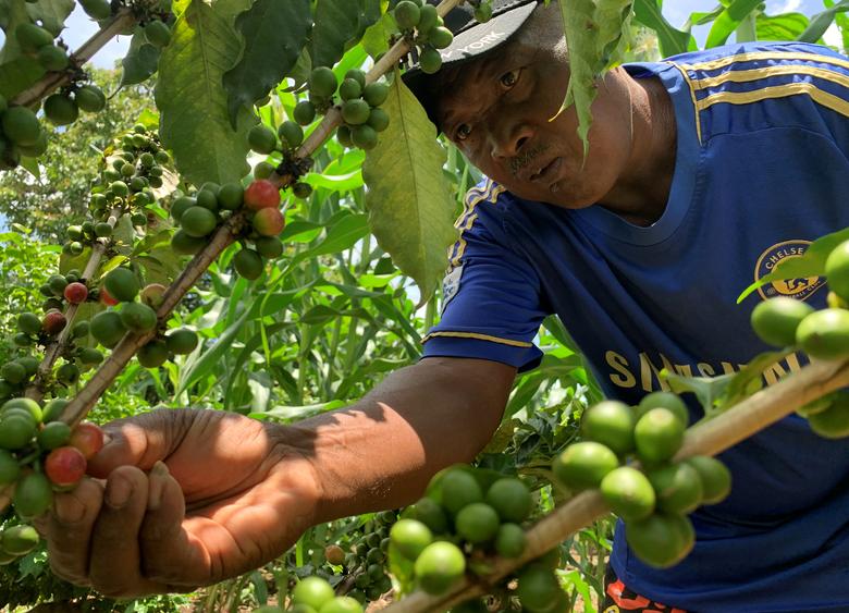 Мадагаскар. Андре Рандриампампионина, фермер и производитель кофе, собирает урожай - кофейные ягоды в селе Ампараки / январь 2020 / Reuters
