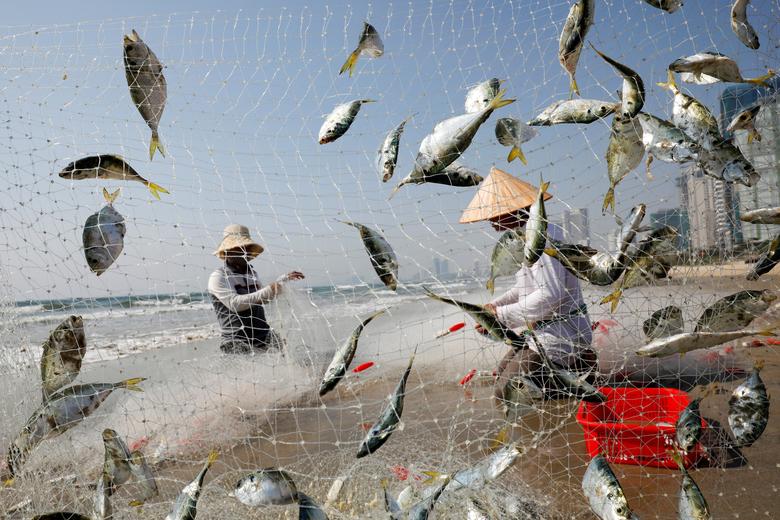 Вьетнам. Рыбаки собирают пойманную в сети рыбу / май 2020 / Reuters