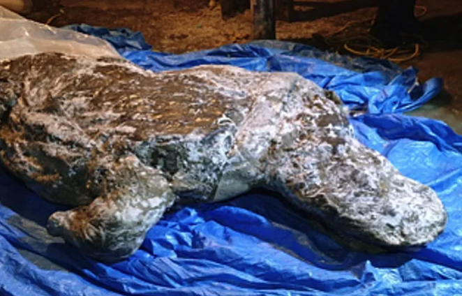 Останки уникального шерстистого носорога обнаружили в Якутии. Фото: yakutia-dail