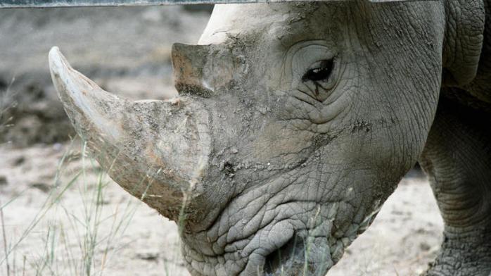 Останки уникального шерстистого носорога обнаружили в Якутии. Фото: russian.rt