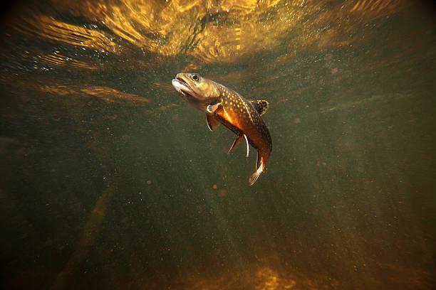 Риба. Фото: Istock