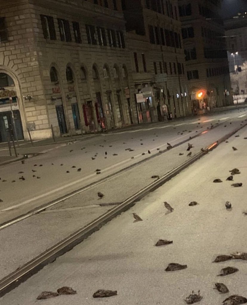 Новорічні феєрверки призвели до загибелі сотень птахів у Римі, фото: Mapc