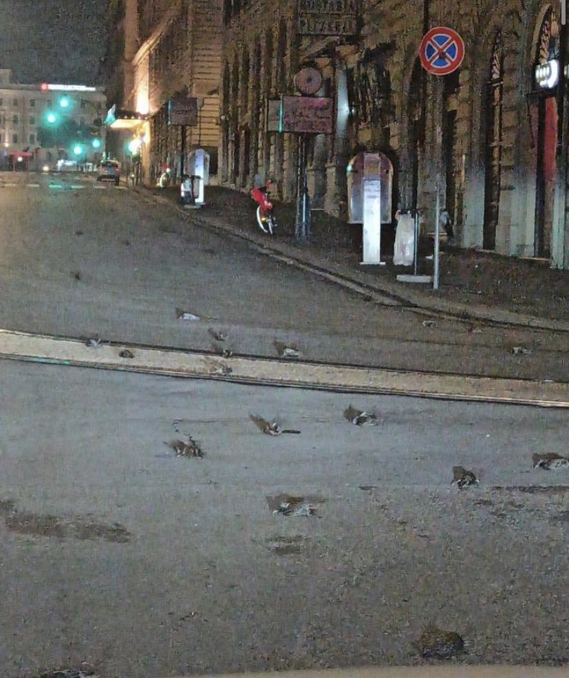 Новогодние фейерверки привели к гибели сотен птиц в Риме, фото: Mapc