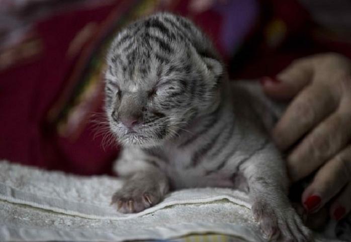 Белый тигренок впервые родился в зоопарке Центральной Америки — интересные новости о животных
