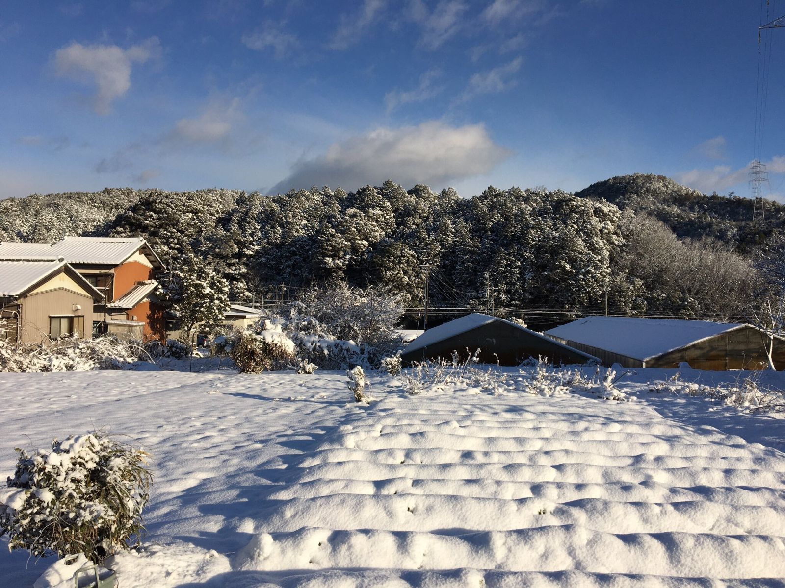 Снігопад в Японії. Фото: Twitter