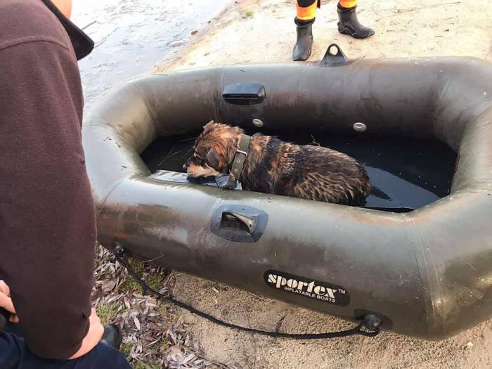 Спасатели вытащили из реки щенка в Полтаве, фото: ГСЧС