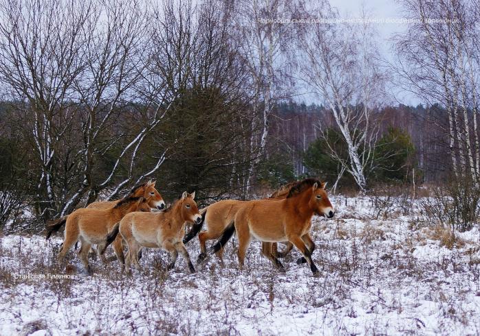 Унікальні тварини засніженої Чорнобильської зони потрапили на фото