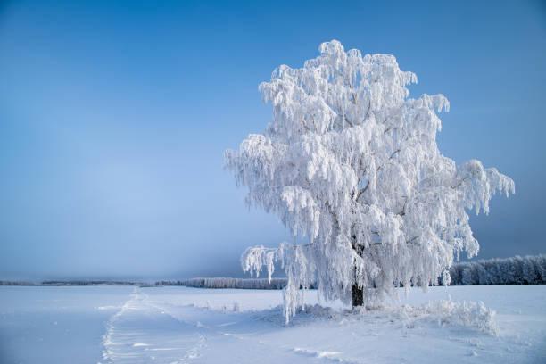 Иниевый лед. Фото: Istock