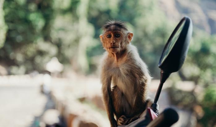 Мавпи. Фото: Istock