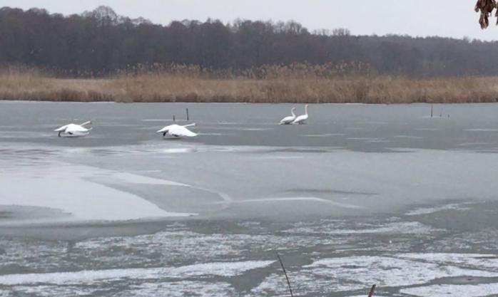 Лебедей спасли от ледяной смерти. Фото: ГСЧС