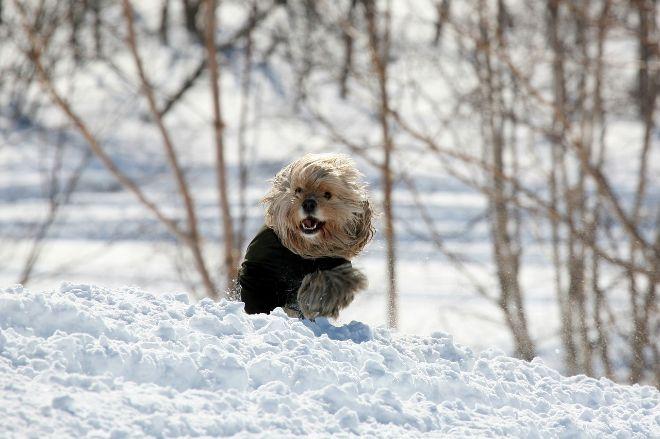 Погода в Україні 18 січня. Фото: gismeteo.uа