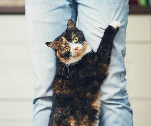 Почему кошки «врезаются» лбом в ногу хозяина. Фото: hvost.new