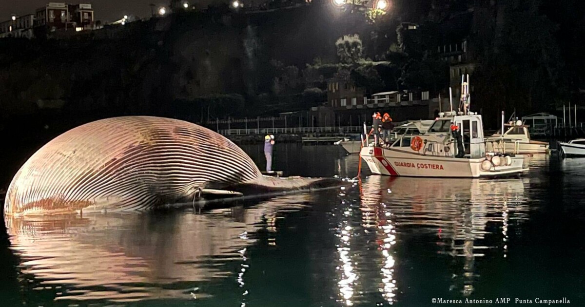 На побережье Италии обнаружили мертвого 70-тонного кита. Фото: Twitter