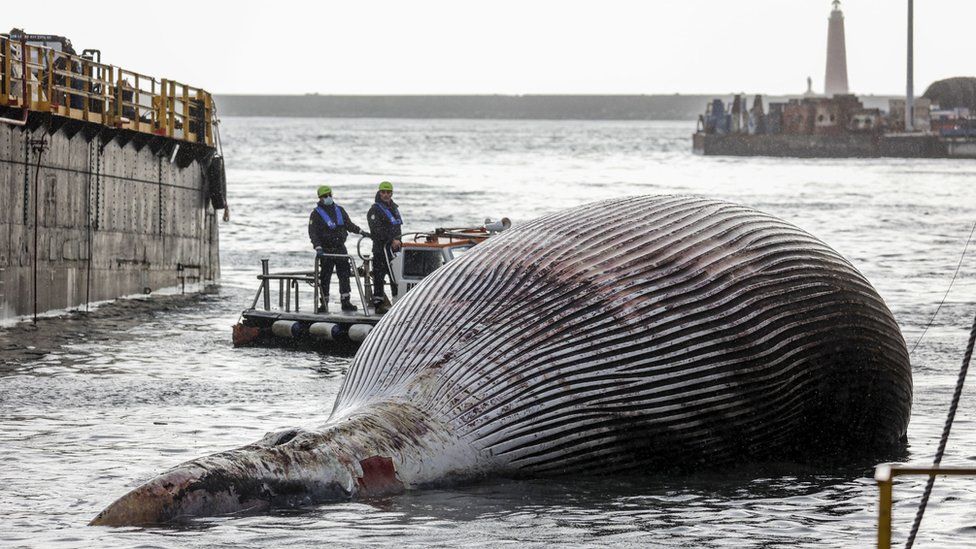 На побережье Италии обнаружили мертвого 70-тонного кита. Фото: EPA