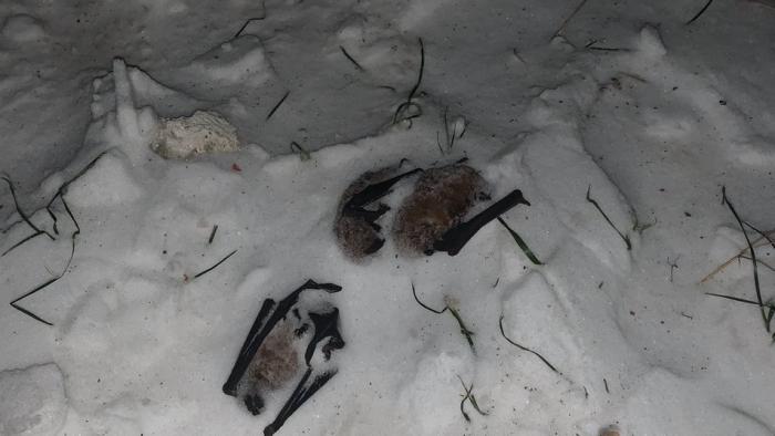 Выброшеные летучие мыши, фото: «Суспільне»