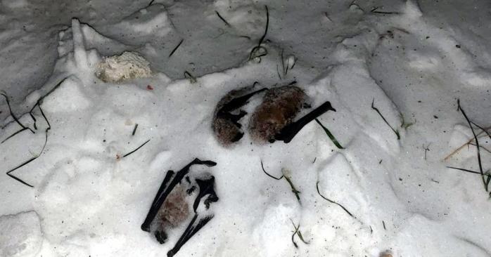 Выброшеные летучие мыши, фото: «Суспільне»