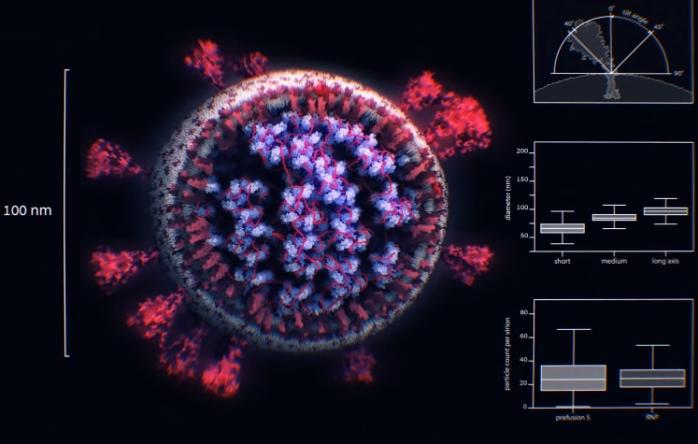 3D-знімок коронавірусу вперше зробили вчені 