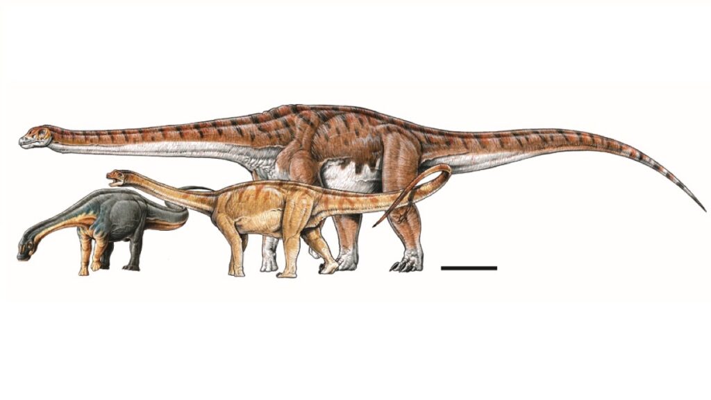 Попередня реконструкція нового титанозавра в порівнянні з спорідненими гігантами Andesaurus і Limaysaurus. Фото: Gabriel Lio