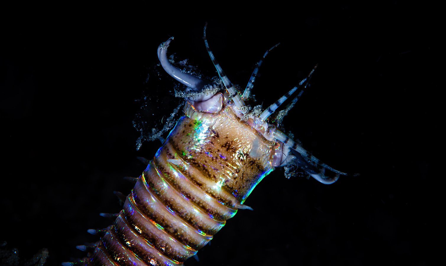 Древний морской червь. Фото: National Geographic